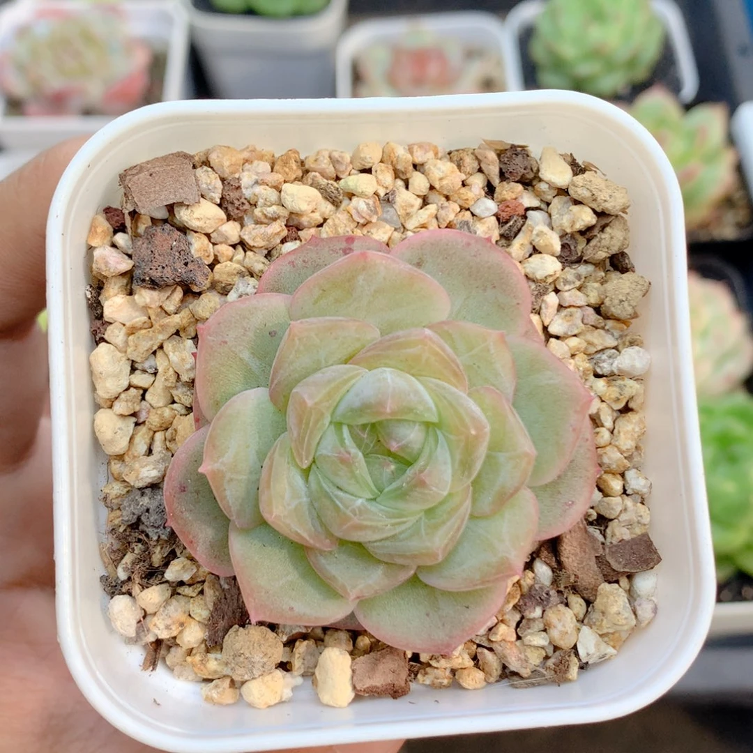 58包邮 群生不包整26