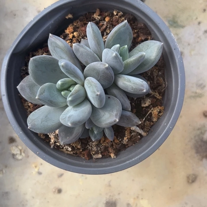 邀约仙子店庆福利