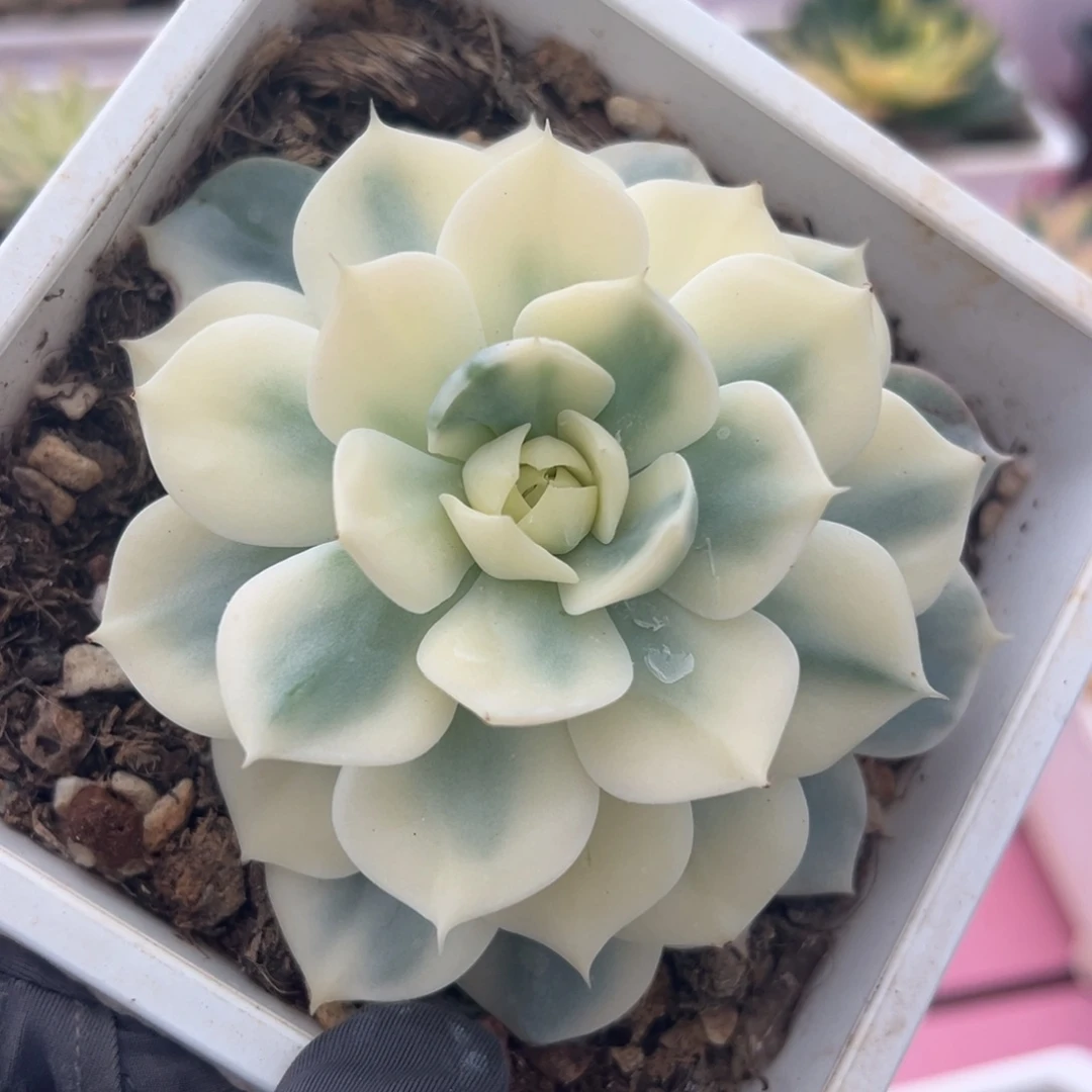 雪域锦，覆轮锦多肉植物