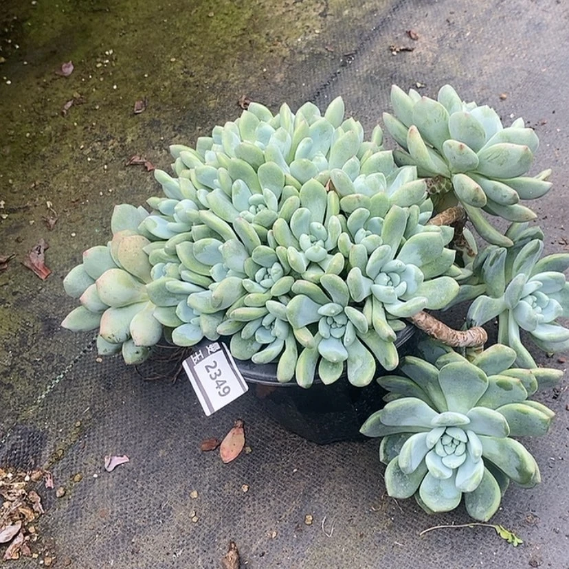 【闪购商品】忘舒2349