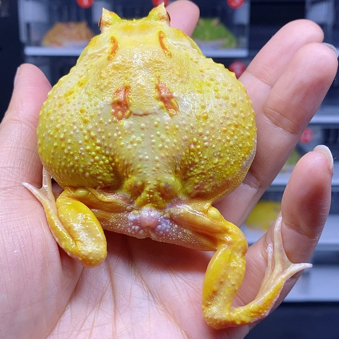 角蛙南美皮卡一个盒