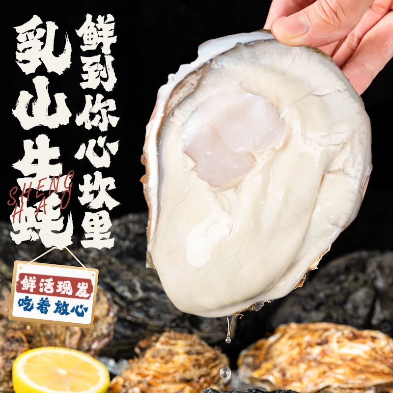 【买5斤送5斤】鲜活正宗乳山生蚝 牡蛎海蛎子冷水蚝肥嫩
