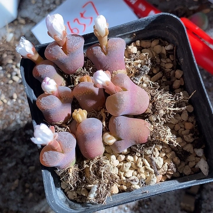 26357。  c10风铃 一颗