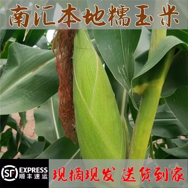 8斤装：上海南汇本地露天带壳白糯玉米农家自种