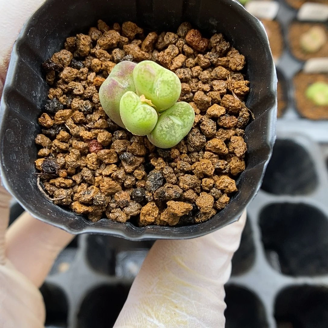 多肉植物K-2304（1.6）墨杂 特