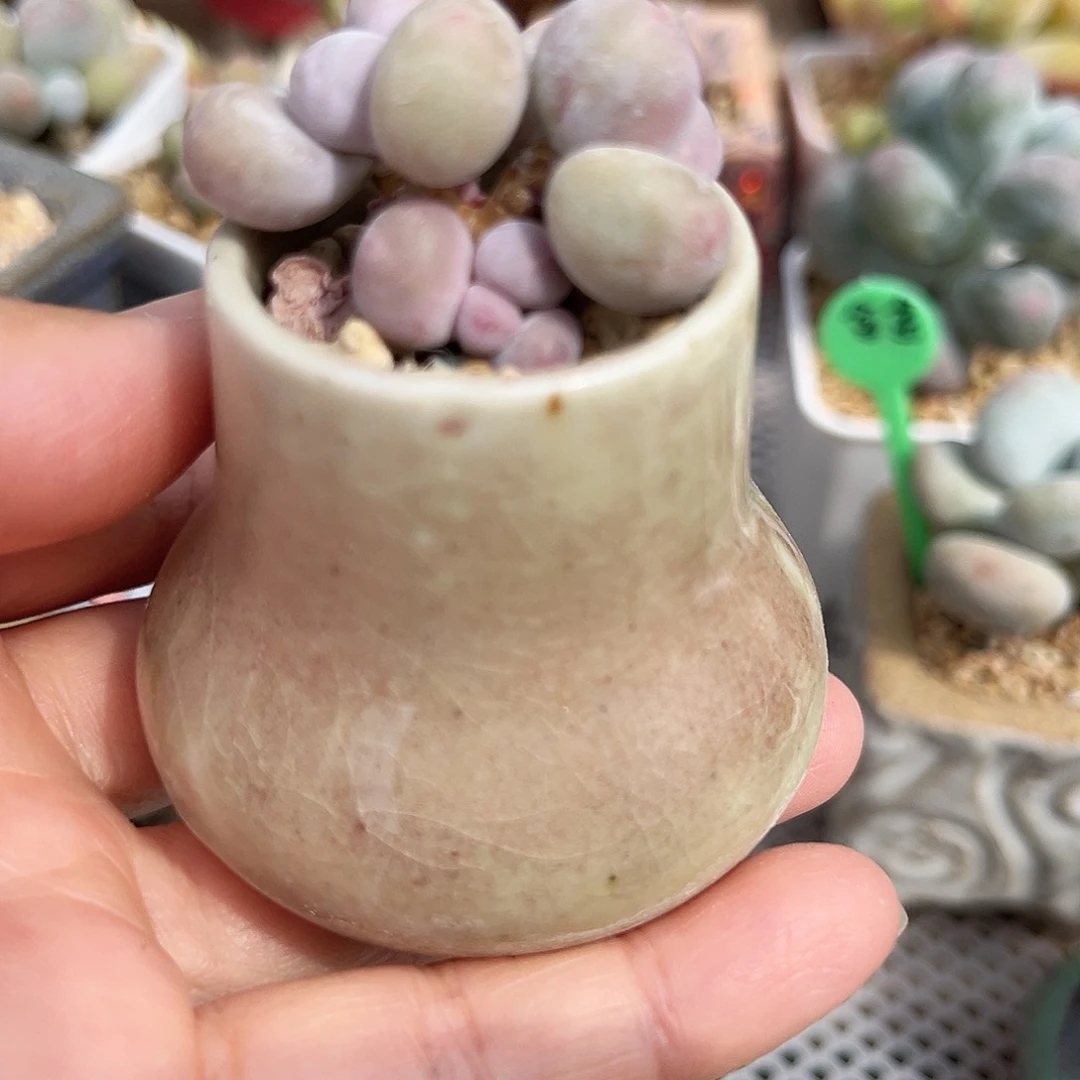 大叶奶酪一物一拍