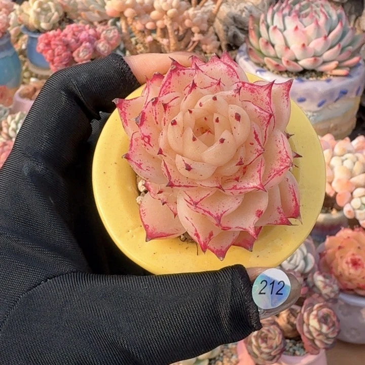 212 多肉含盆 30元包邮 除偏远