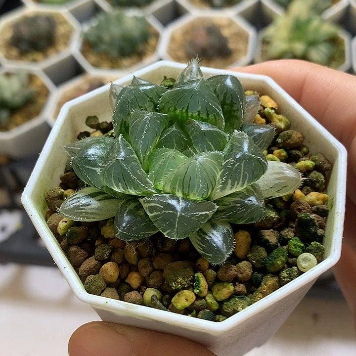 喵***王巨大化玉露锦带盆土发货know