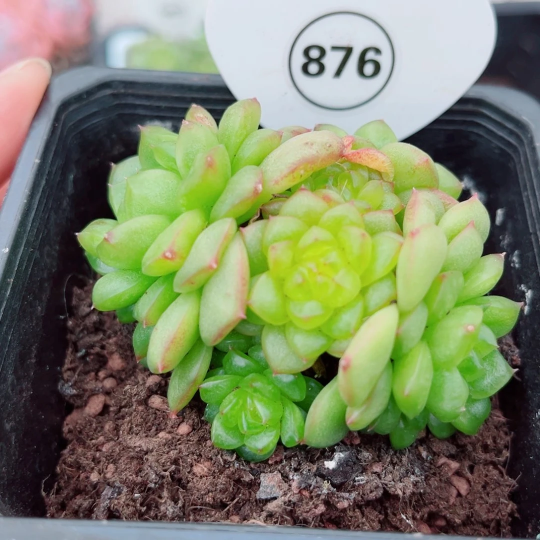 876号小老桩灯泡珍妮群