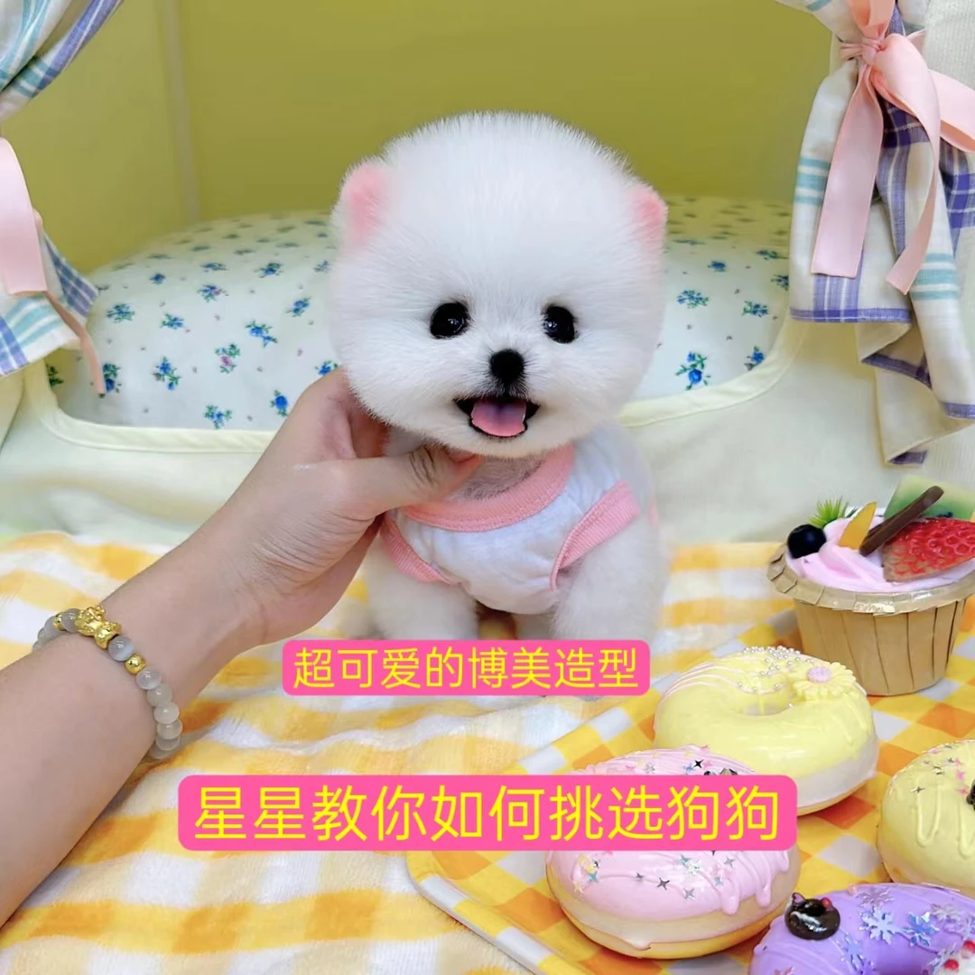 【星星】教你如何挑选狗狗和饲养课程；