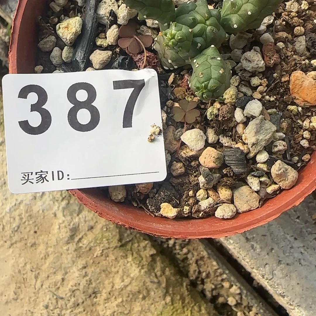 【闪购商品】笑***^块根植物布纹球