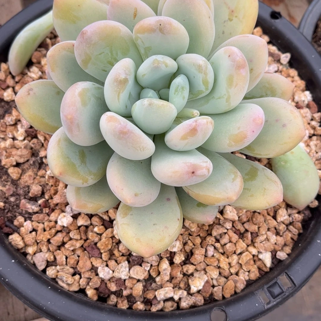 流**爵多肉植物多肉植物