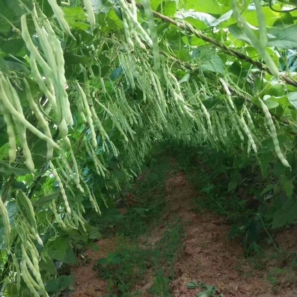 九粒白种子老来少豆角种籽白芸豆孑早熟春秋白不老四季豆