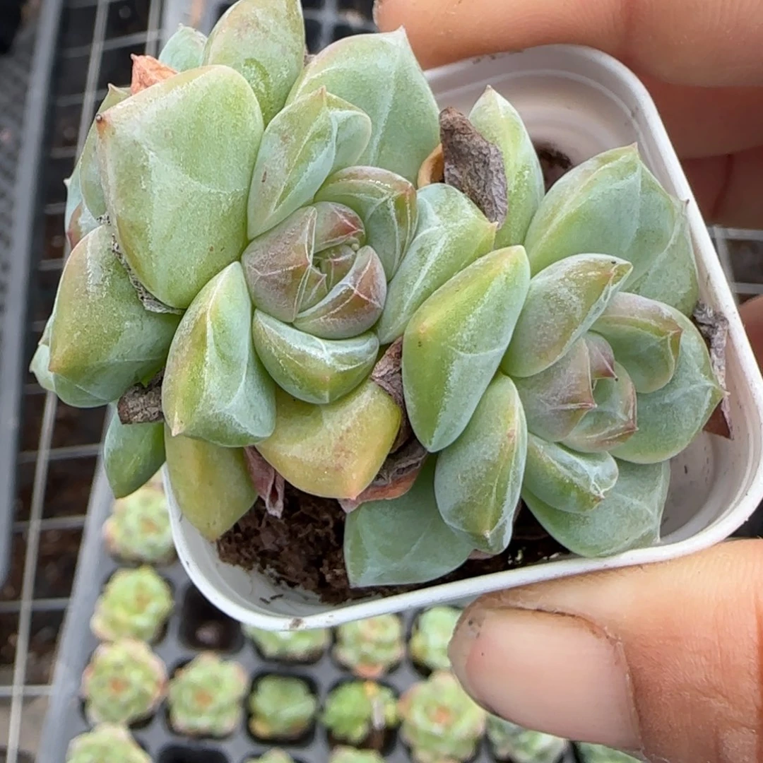 小卡拉米糖心一物一拍