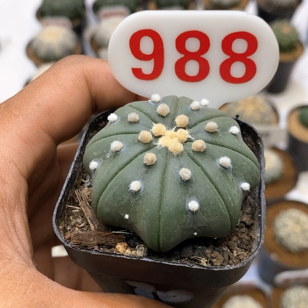 988福利特价咯啦了