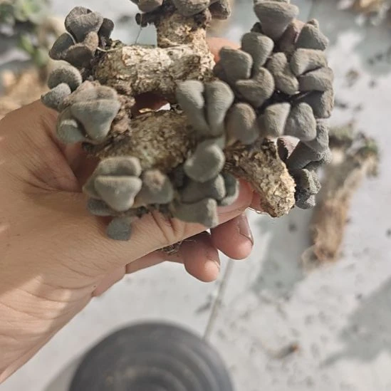 一物一拍，块根！！！