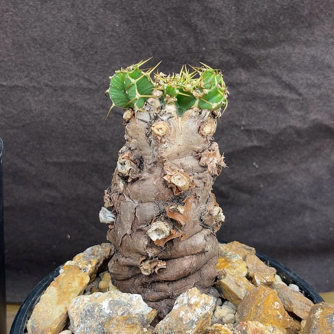 火山大戟，产地，冒芽