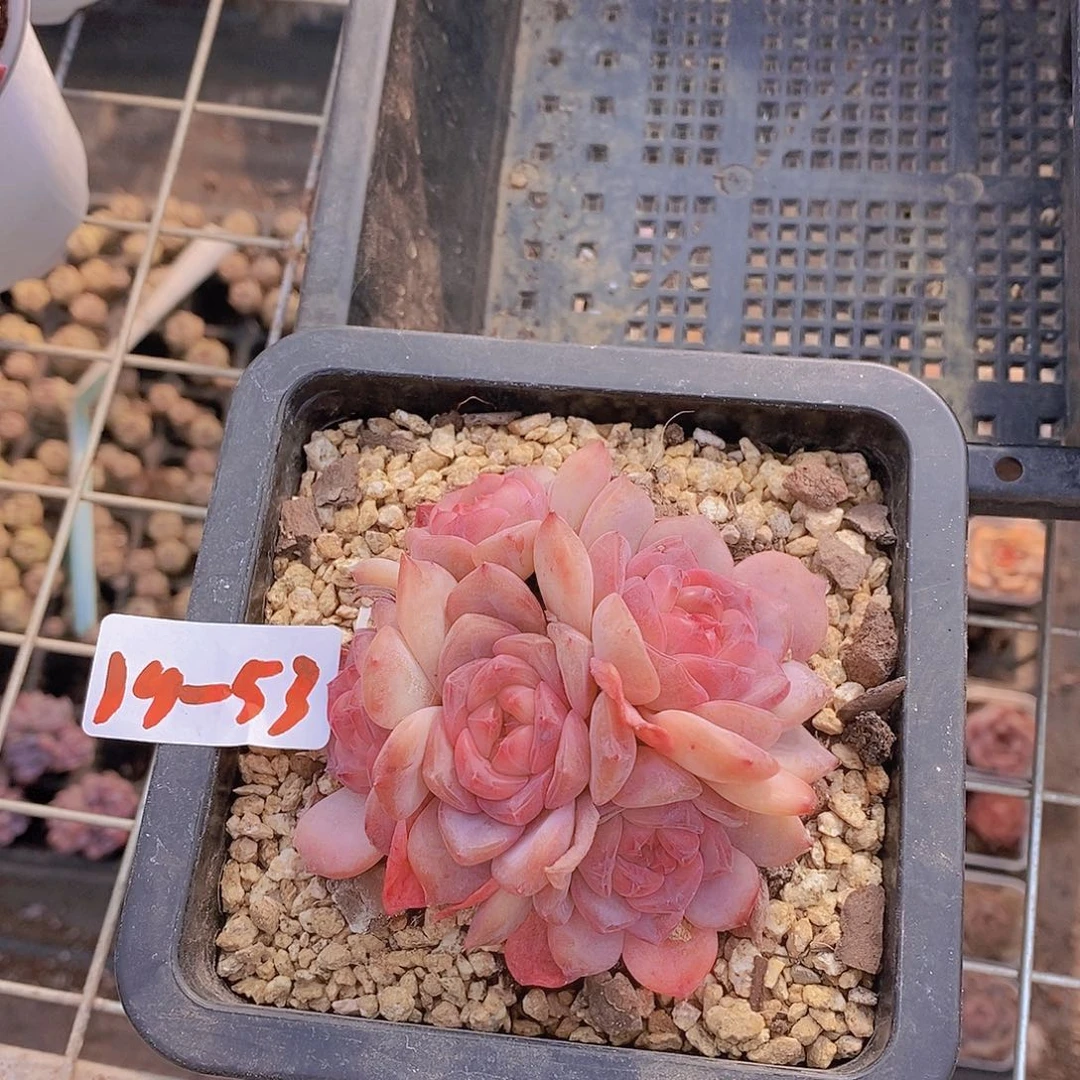 19-53雪芙蓉5头一颗一物一拍