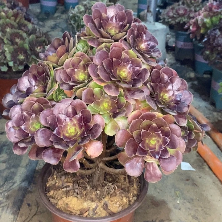 荷兰玫瑰多肉植物25