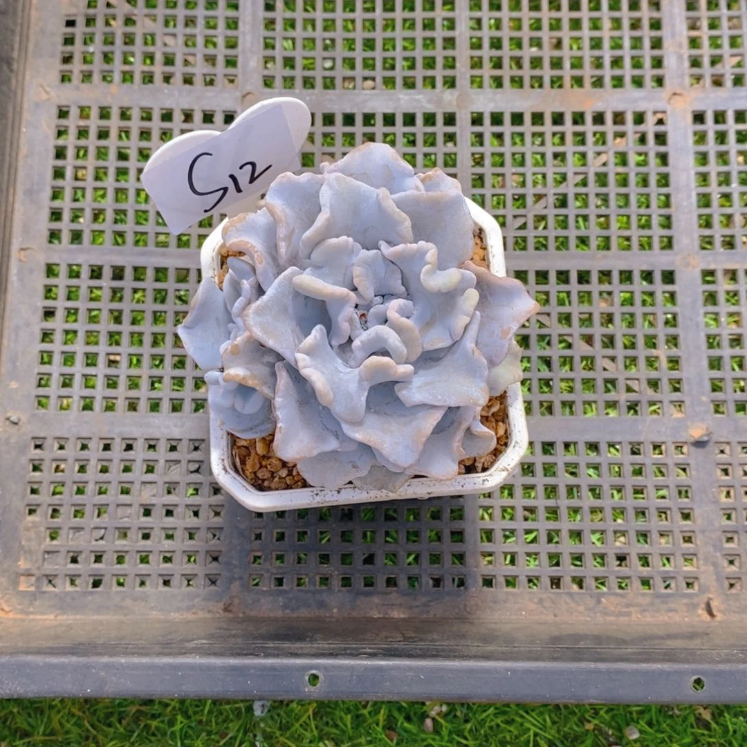 芋**圆白饺子皮单头带仔