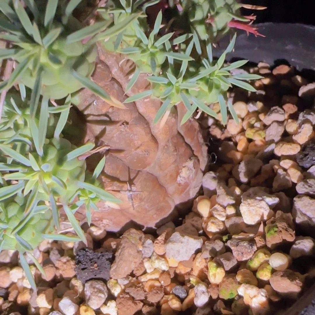 块根植物块根植物