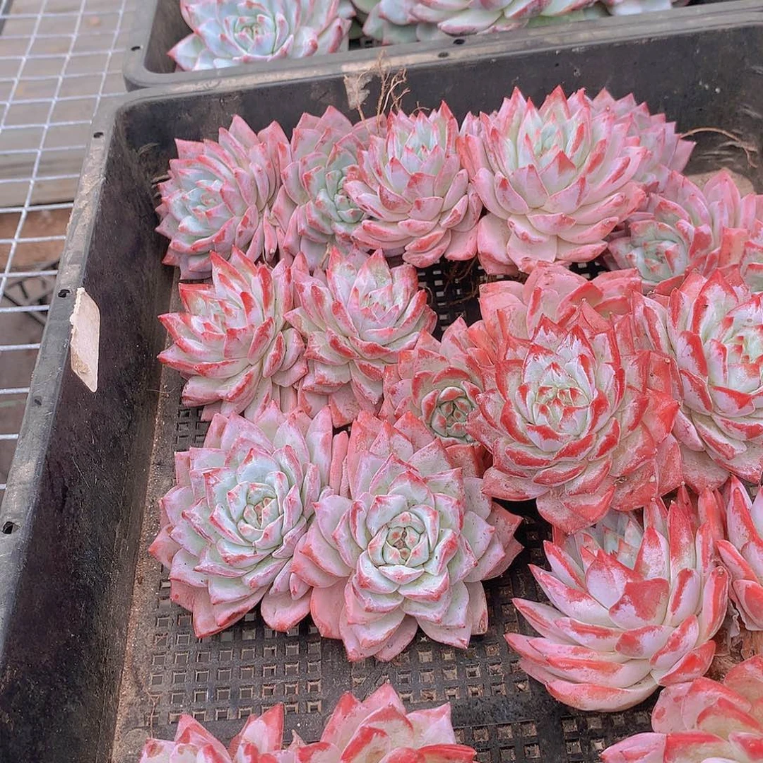 双头粉蓝鸟2346778999900