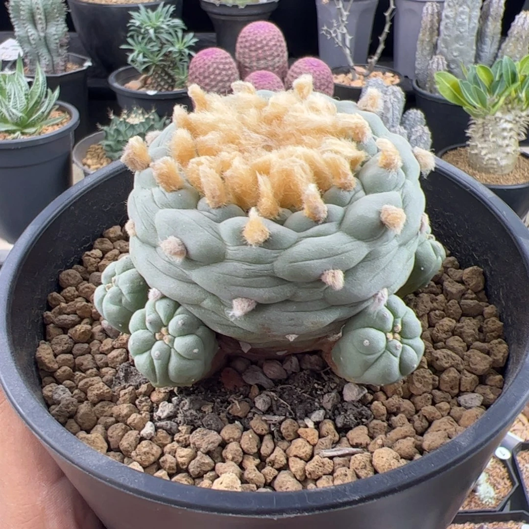 草球实生一物一拍带盆发