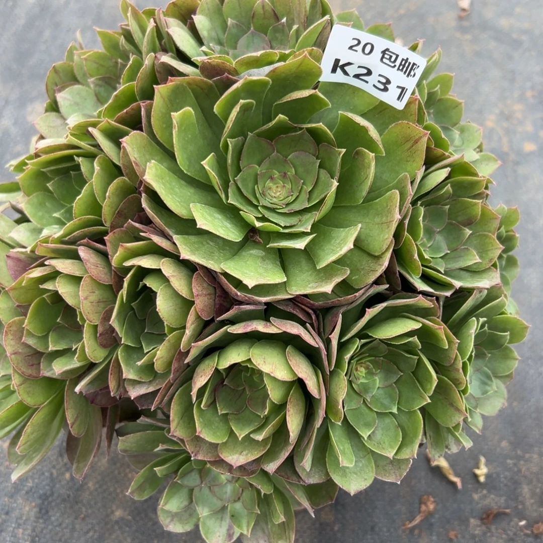 231沙拉碗，满20包邮