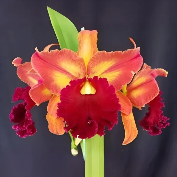 中国龙 Rlc. Kuan-Miao Chen 经典大花 复色卡特兰