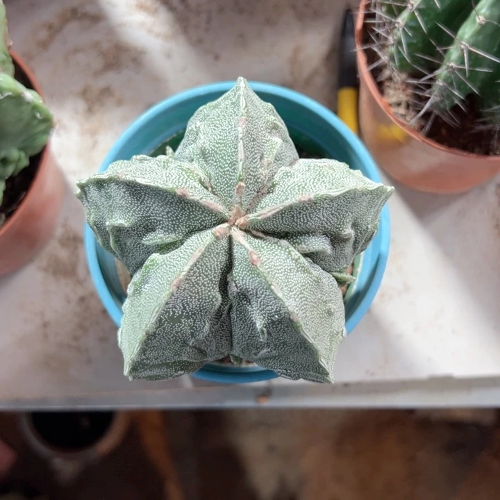 金****恭喜发财恭喜发财