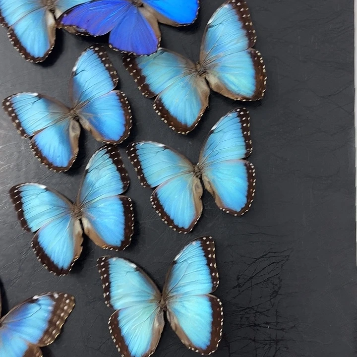 》***《蝴蝶标本定制十个天堂