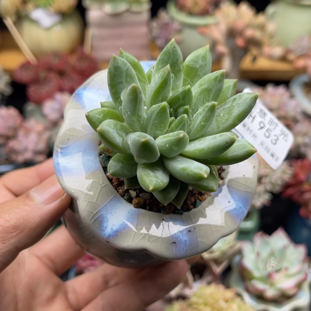 青花瓷 带陶瓷盆发货 满28包邮