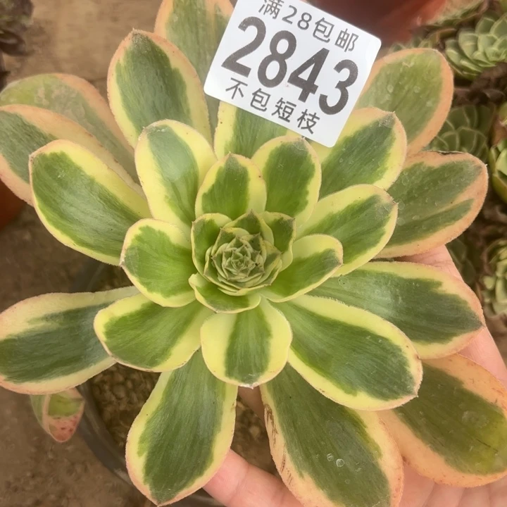 艳紫锦多肉植物2843