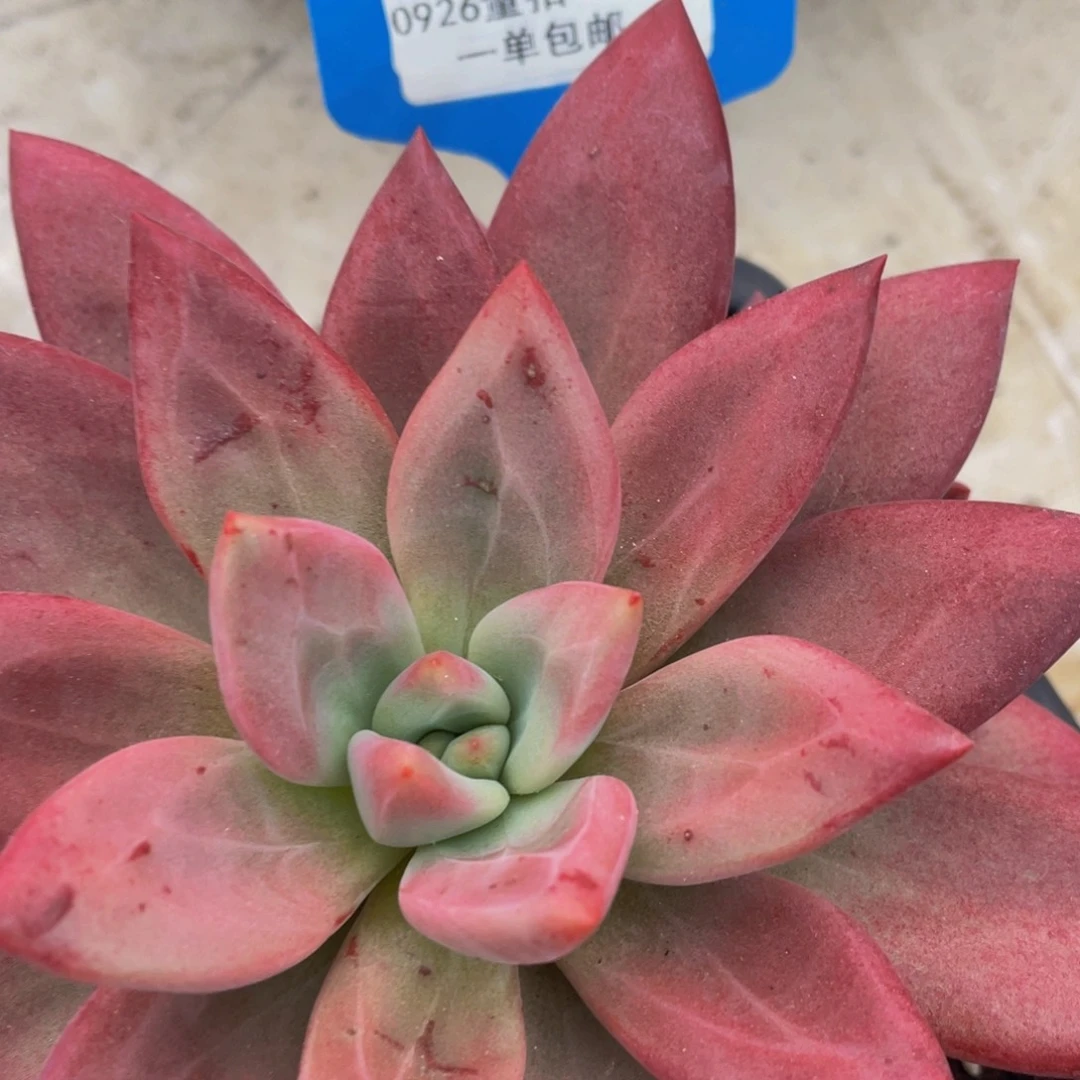 0926-61-赫菲鱼大单头一颗