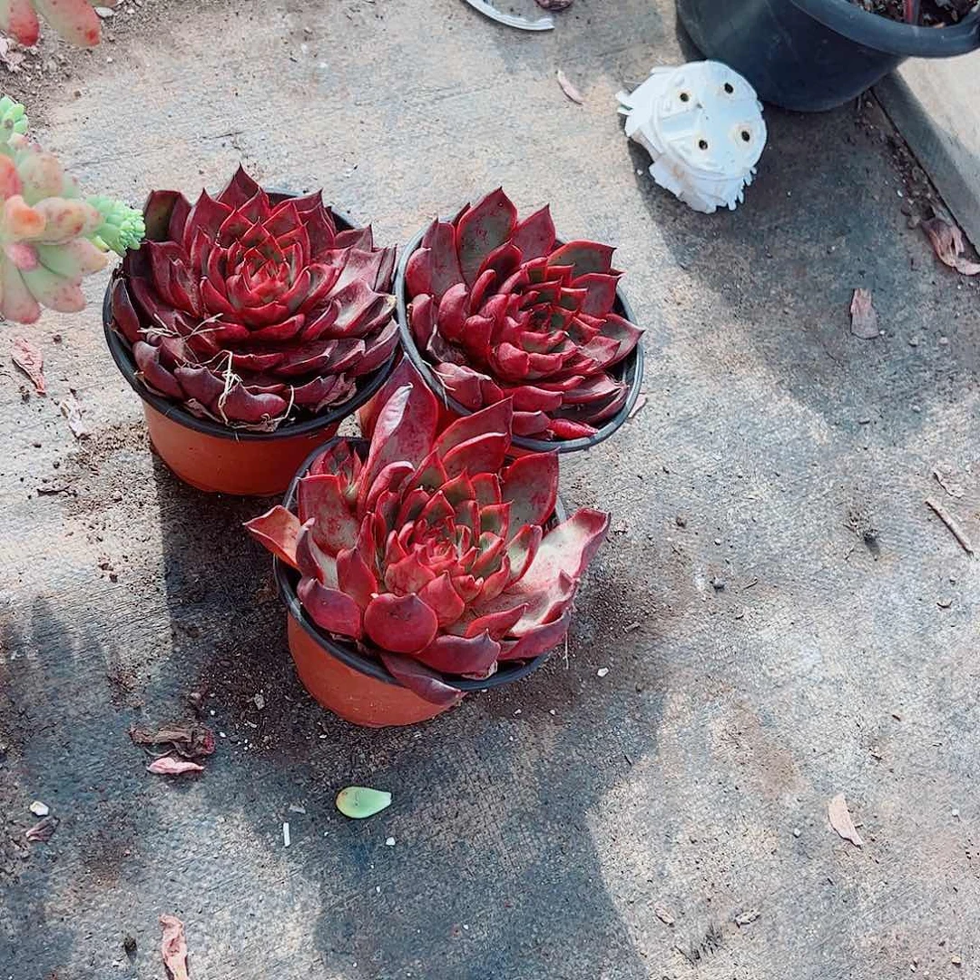 野马冬云大单头精品特价二盆