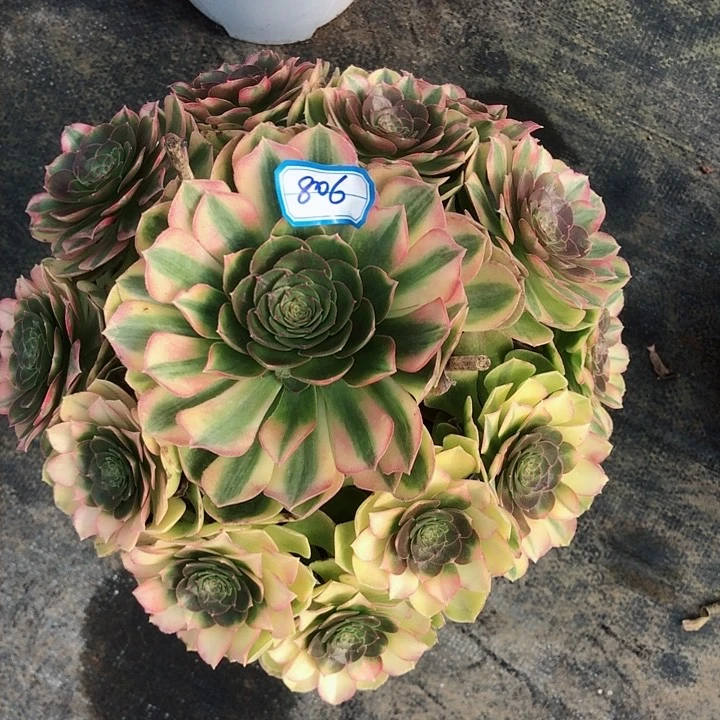 806雨荷多肉法师