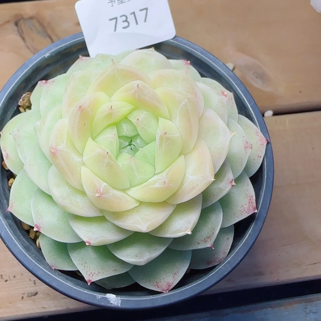 梨花白，7317多肉植物