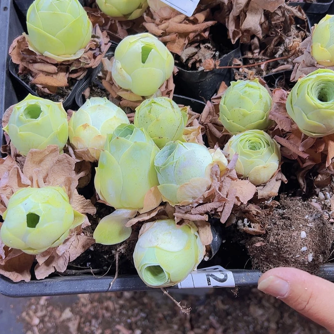 739圆球4个19包邮