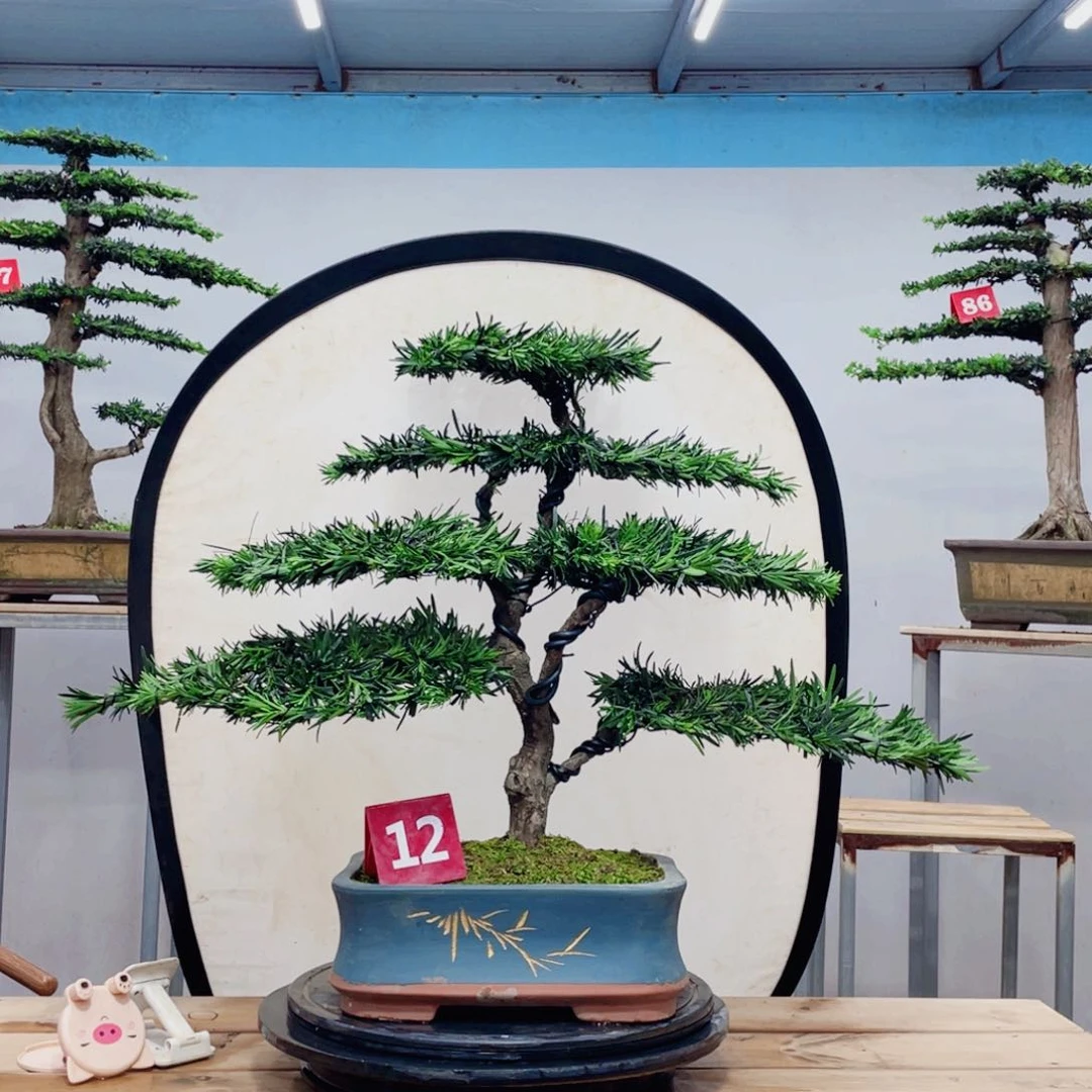 完全开放罗汉松盆景