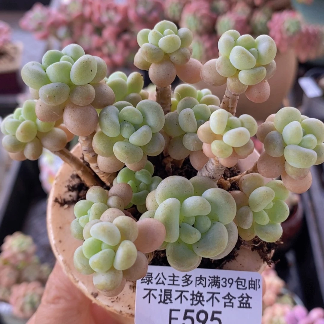 花朵鱼子酱7cm595多肉
