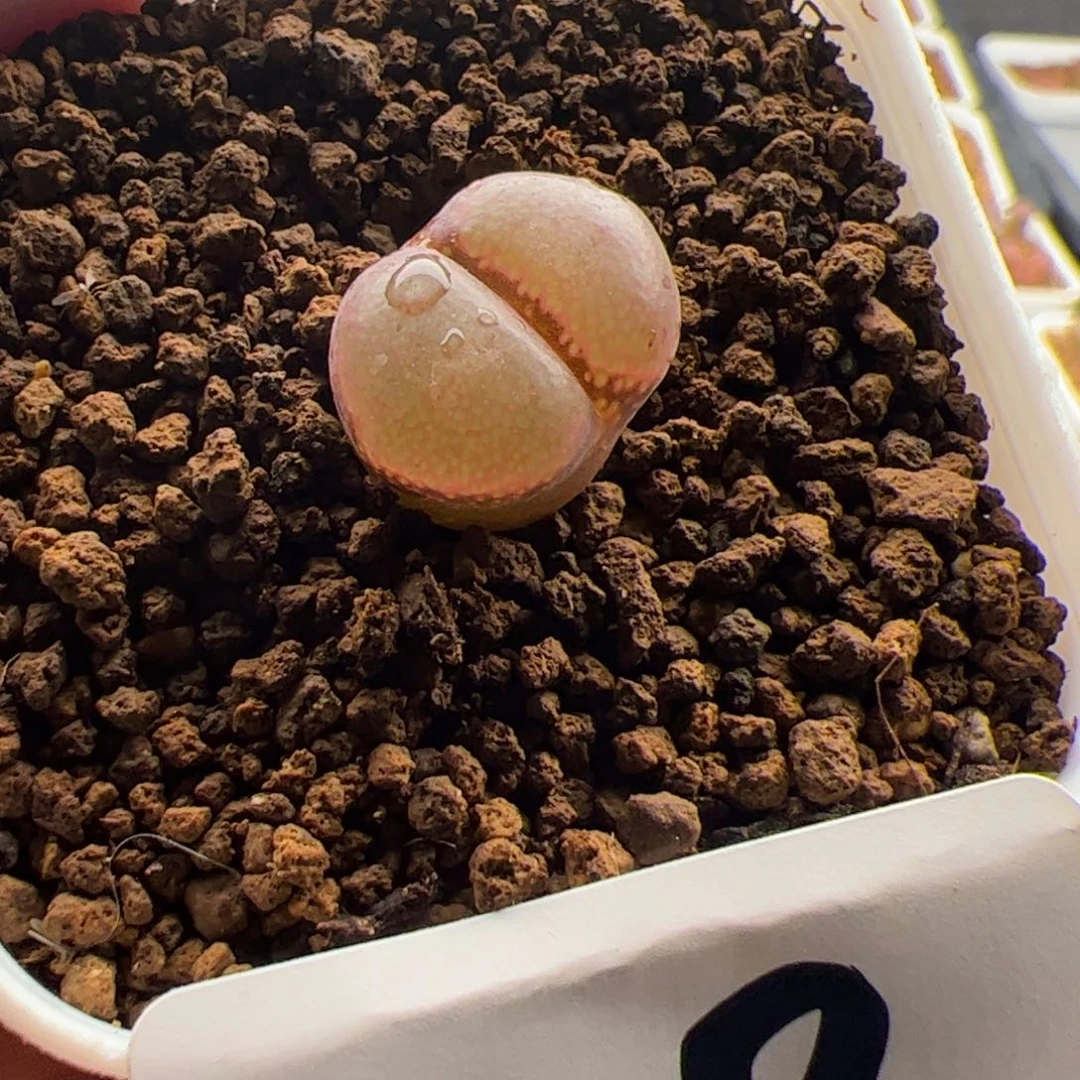 6.17风铃福利多肉植物19