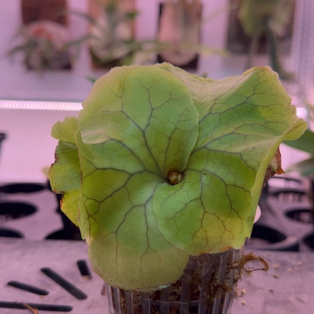 亚皇鹿角蕨孢子苗