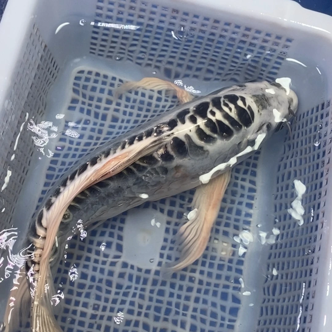 锦鲤冷水锦鲤包邮