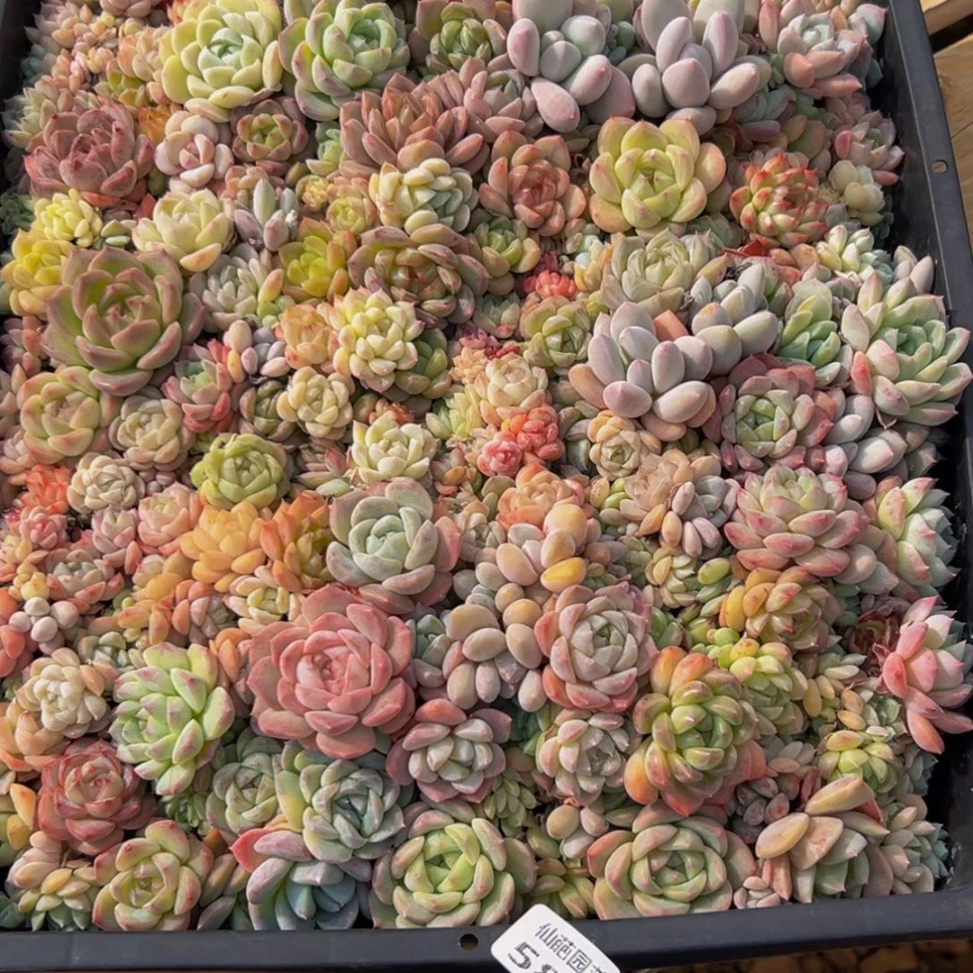 梅****588多肉葡萄的味道是真的