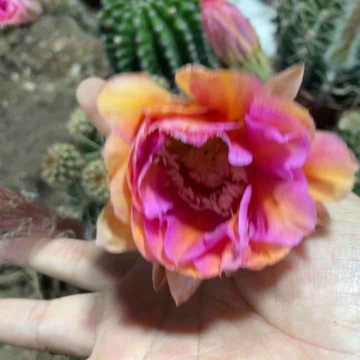 随***行实生彩草摘花脱土