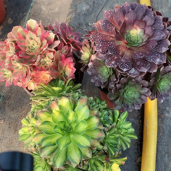 896三颗多肉植物