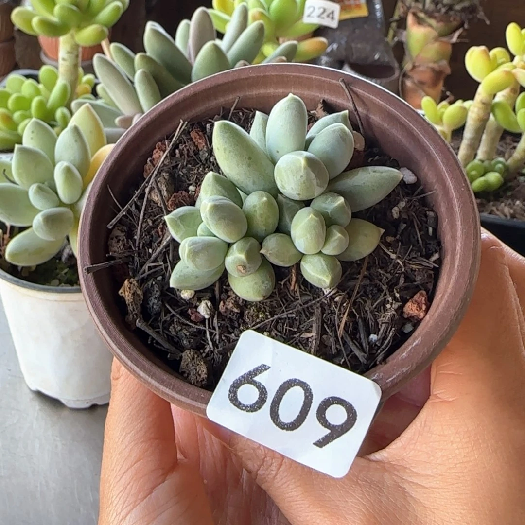 609号 一物一拍 一物一拍