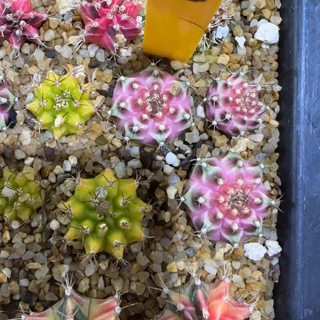 219-1228泰国发货多肉