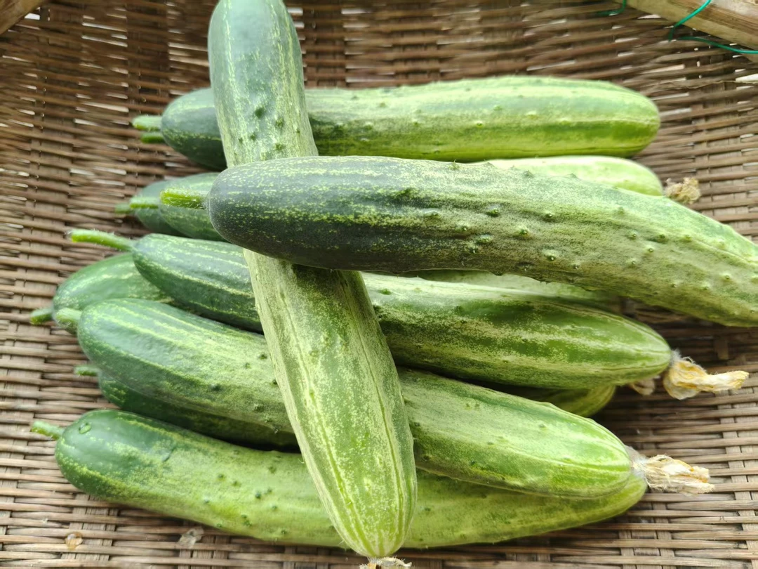 恩施特色高山燕麦黄瓜（农家种植）