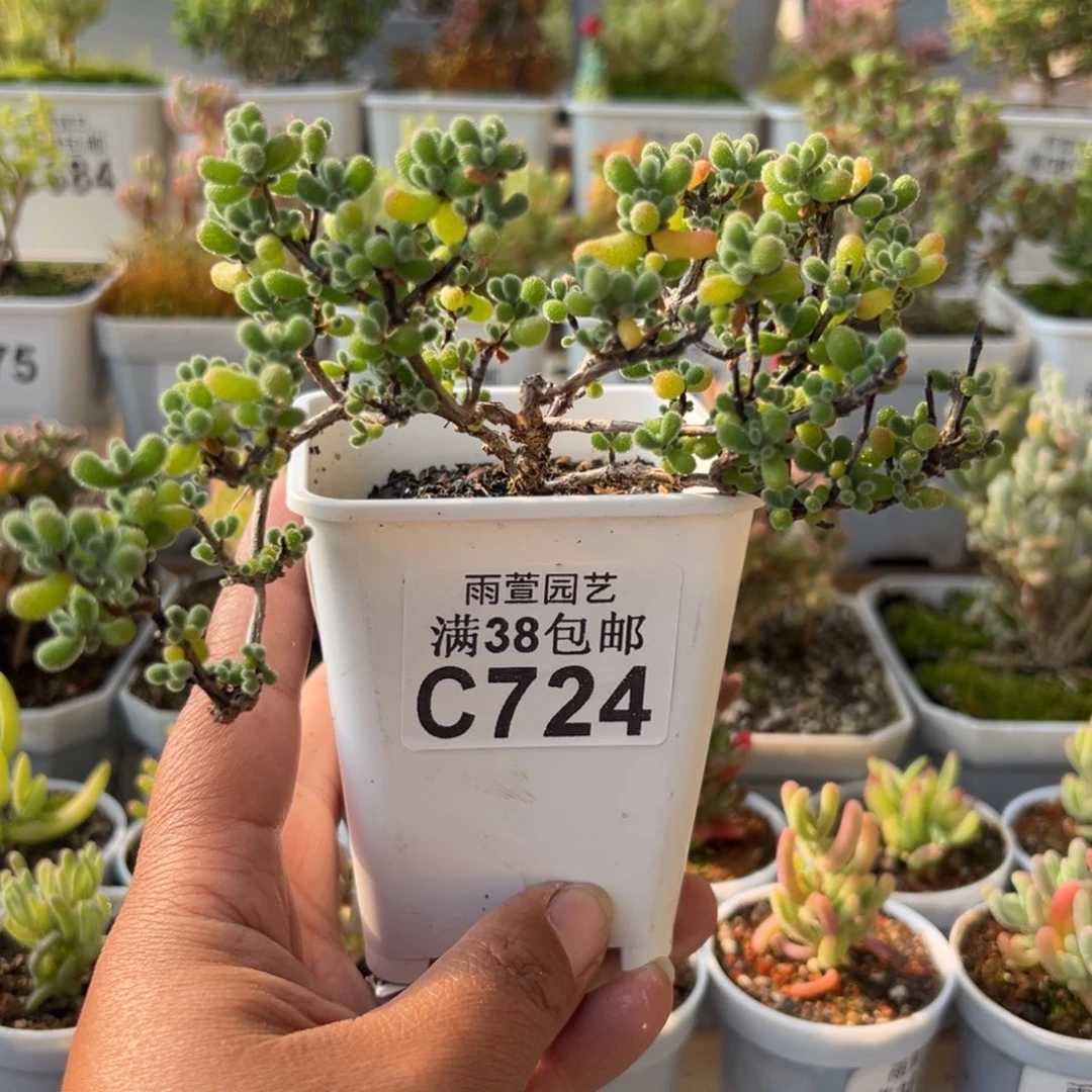 28-724翡翠老桩妖桩造型老桩2年